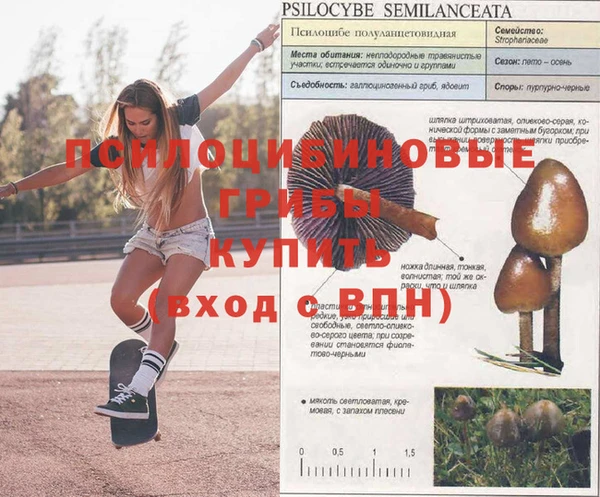 ГАЛЛЮЦИНОГЕННЫЕ ГРИБЫ Гусиноозёрск